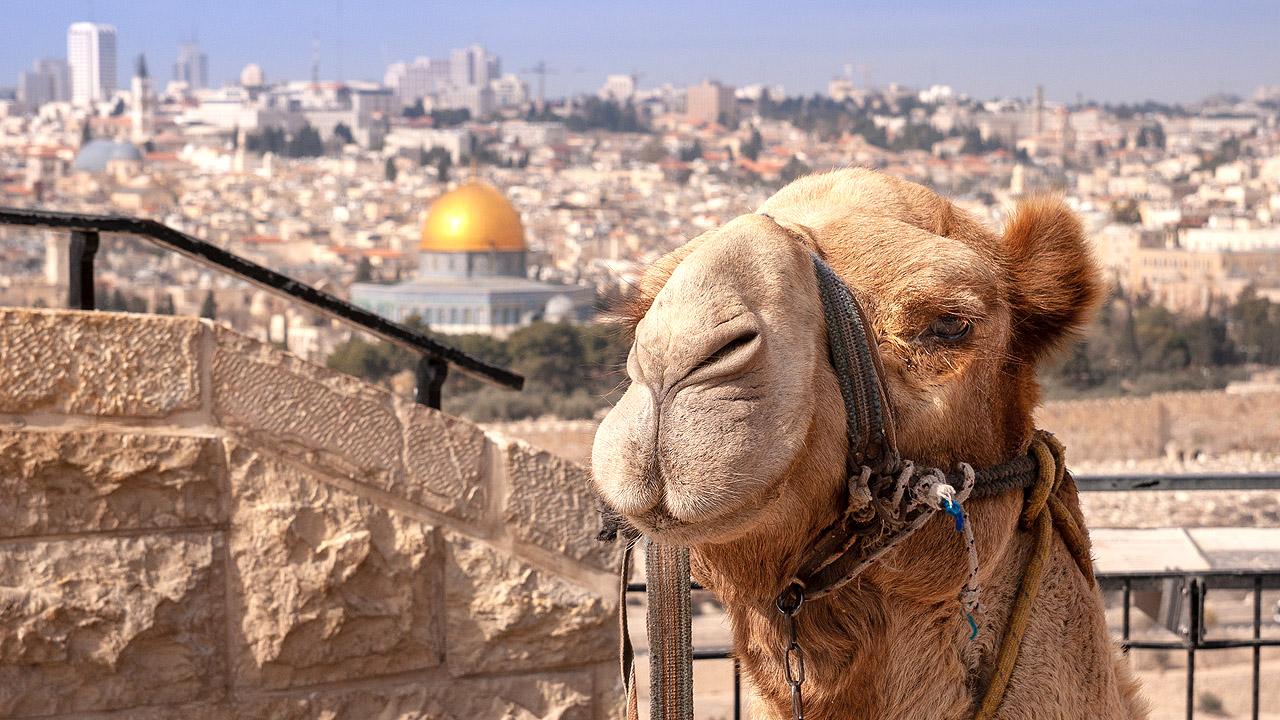 Kamel vor der Stadtansicht von Jerusalem mit Felsendom