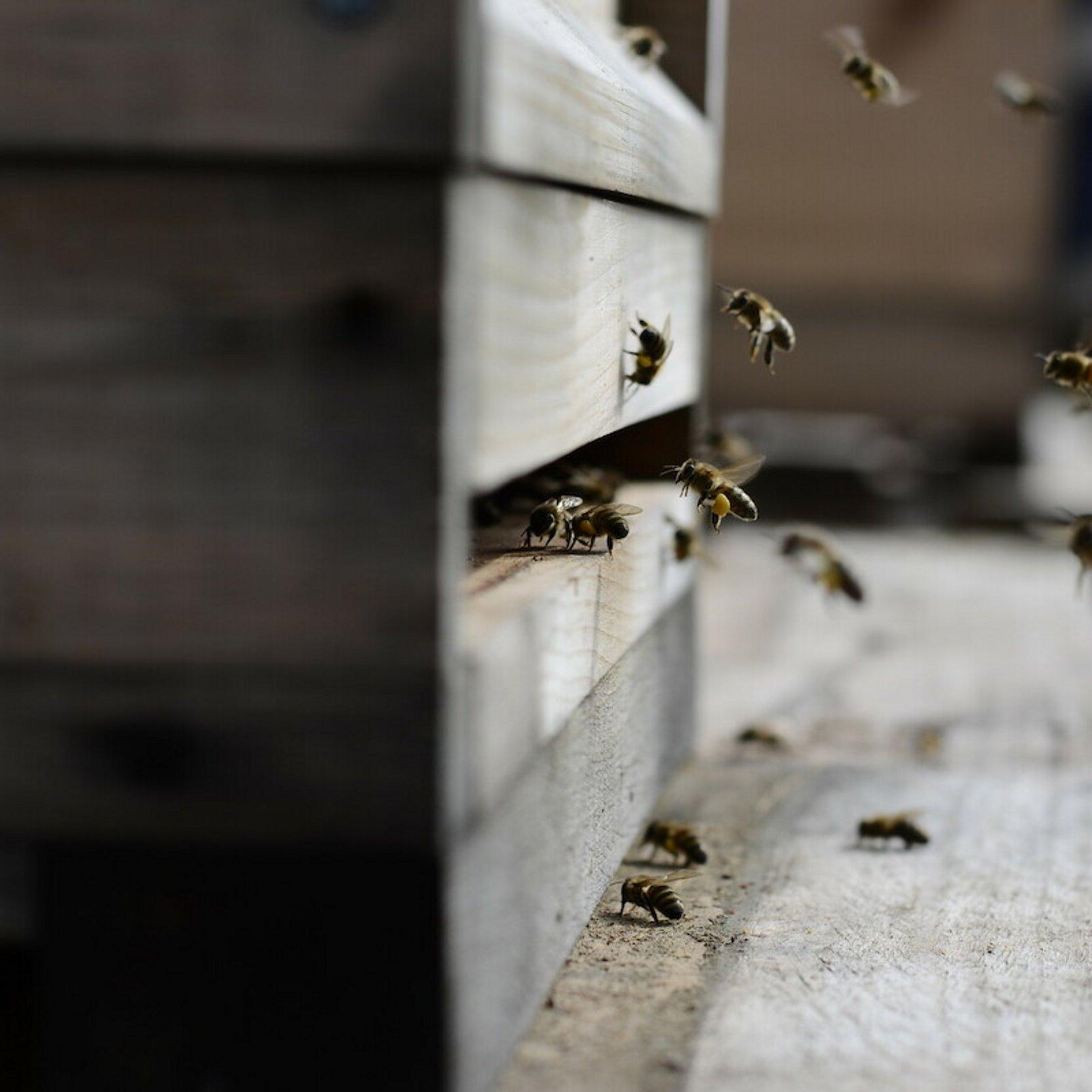 Teil eines Bienenstockes aus Holz, etliche Bienen fliegen ein und aus.