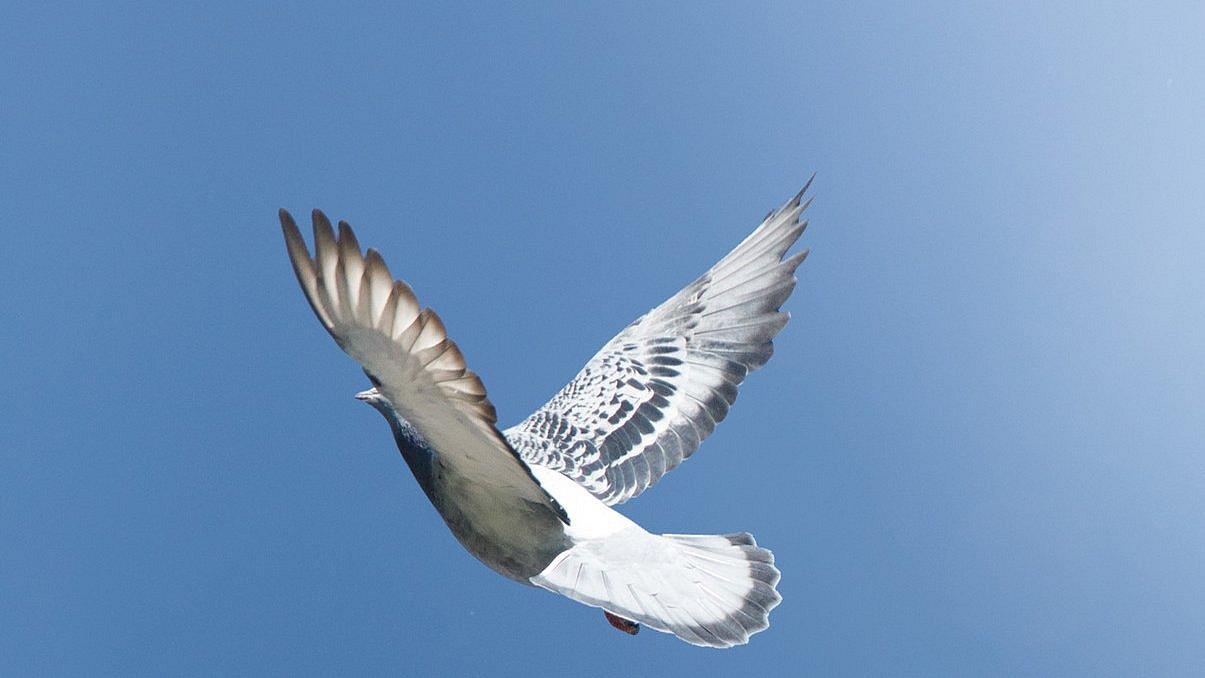 Taube fliegt in den Himmel, menschliche Hände strecken sich ihr entgegen