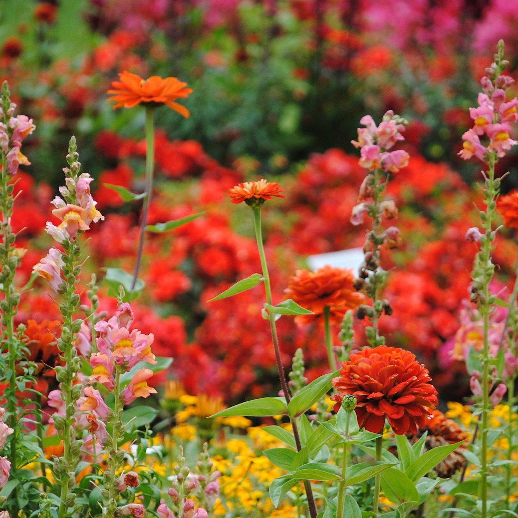 rote Blumen