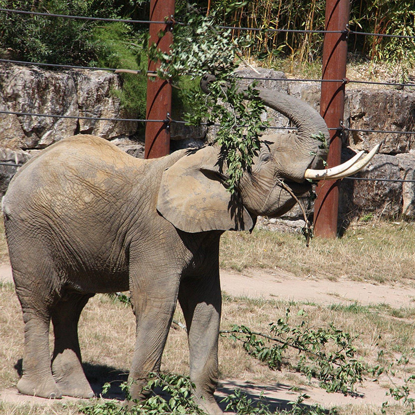 Ein Elefant wirft  mit dem Rüssel einen Zweig auf den Rücken