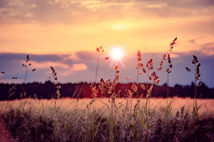 Gräser im Sonnenuntergang