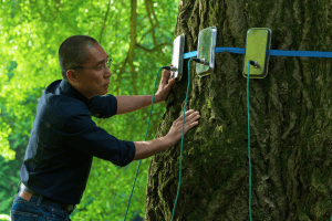 Bild eines alten Gingko-Baumes, den ein Wissenschaftler vermißt