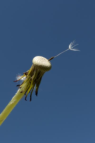 Pusteblume mit nur einem Schirmchen