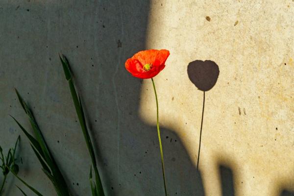 Eine rote Mohnblume wirft einen Schatten auf eine sonnenbeschienene Wand.