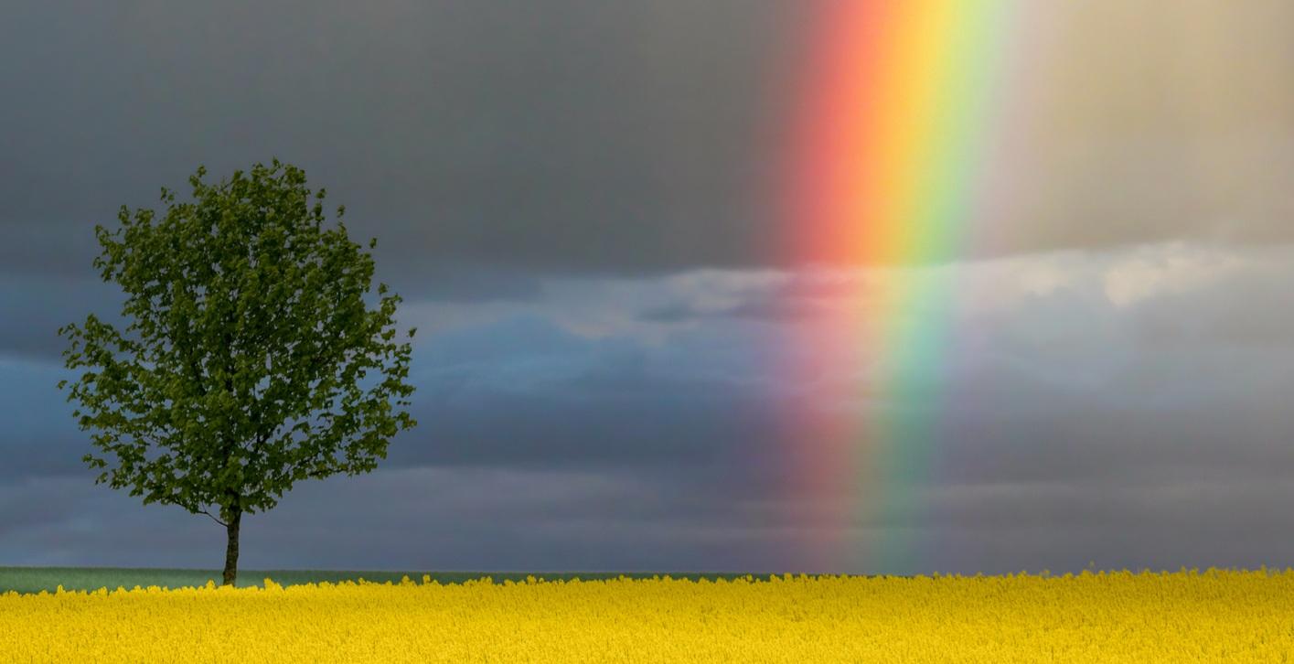 links im Bild befindet sich ein Baum, auf einem gelben Rapsfeld stehend, darüber ein dunkler, wolkiger Himmel mit einem strahlenden Regenbogen in der Mitte