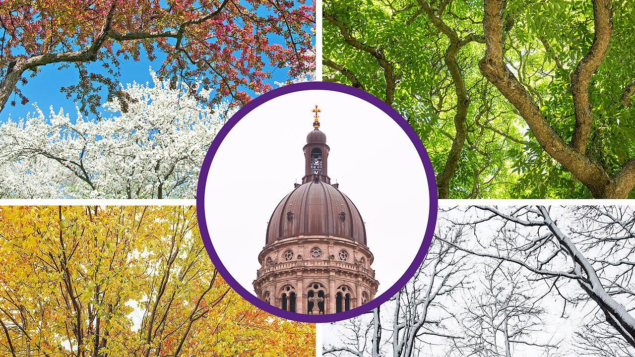 Kirchenjahr Im Hintergrund ein Baum in den 4 Jahreszeiten, in der Mitte der Kirchturm der Christuskirche Mainz