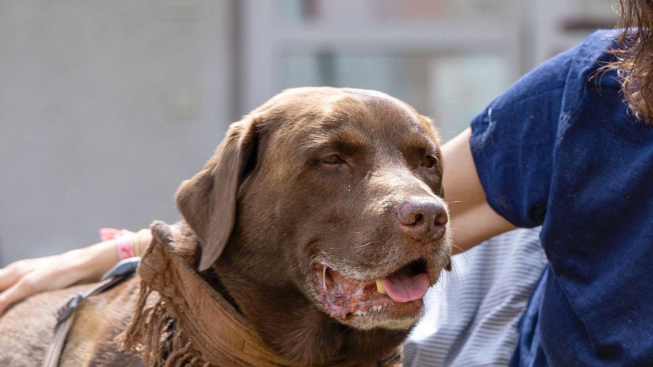 Gemeindepädagogin und Hund Brauner Labrador