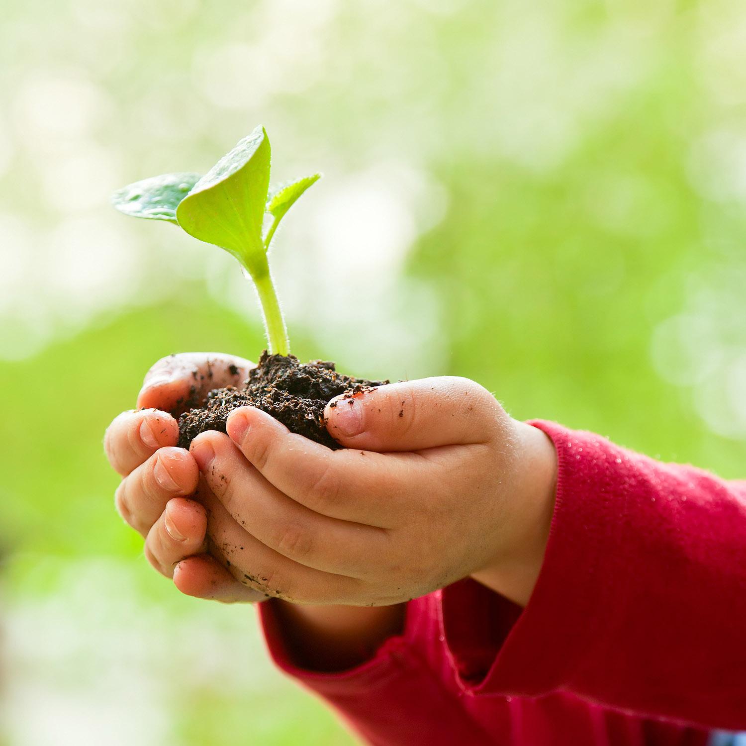 Baum pflanzen Kinderhände, die einen jungen Baum halten