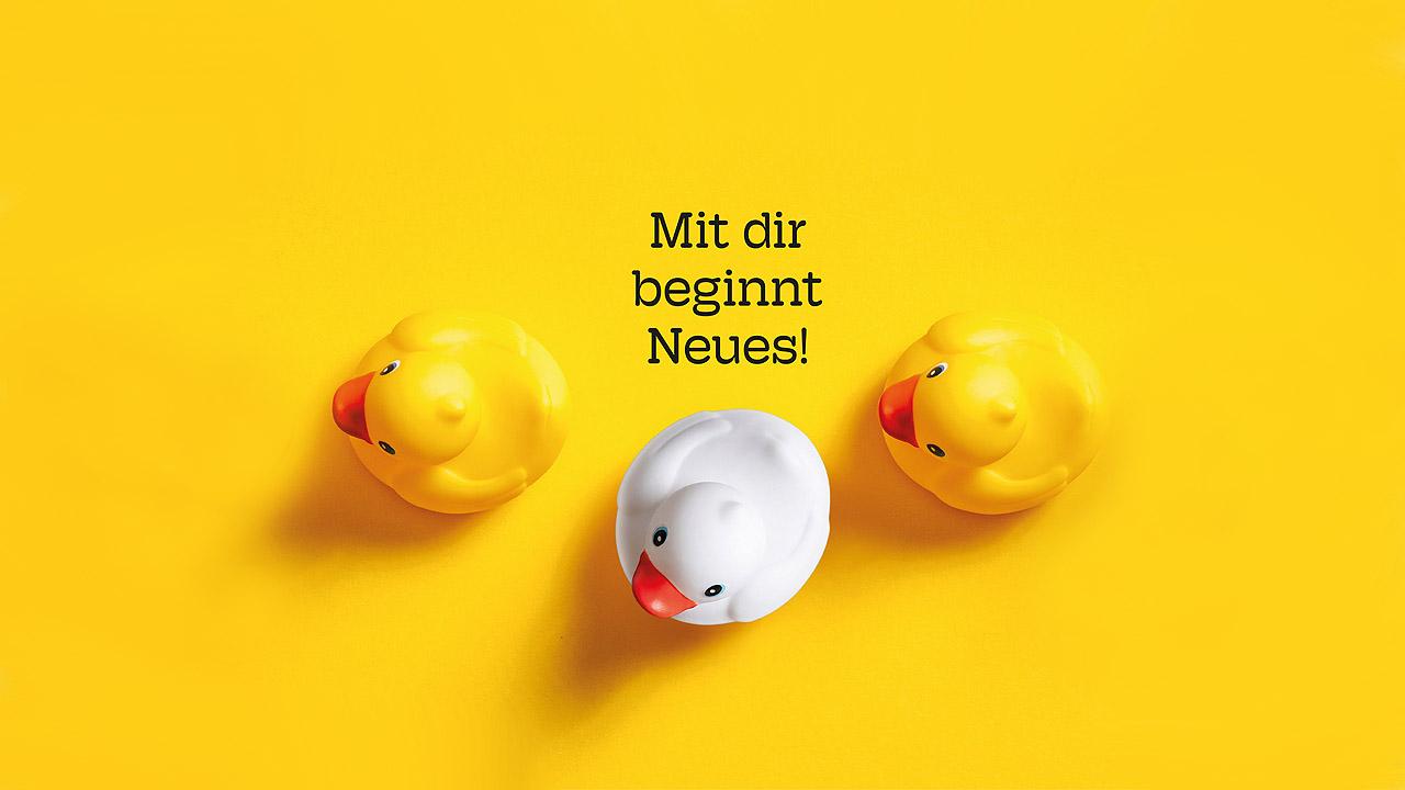 Gelbe Quitscheenten, eine weiße Ente schert aus, ändert die Richtung