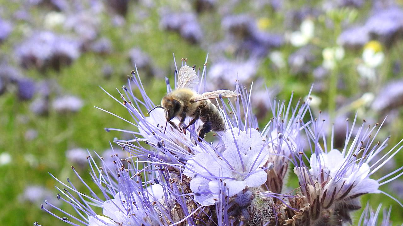 Biene auf einer Blüte Biene auf einer Blüte