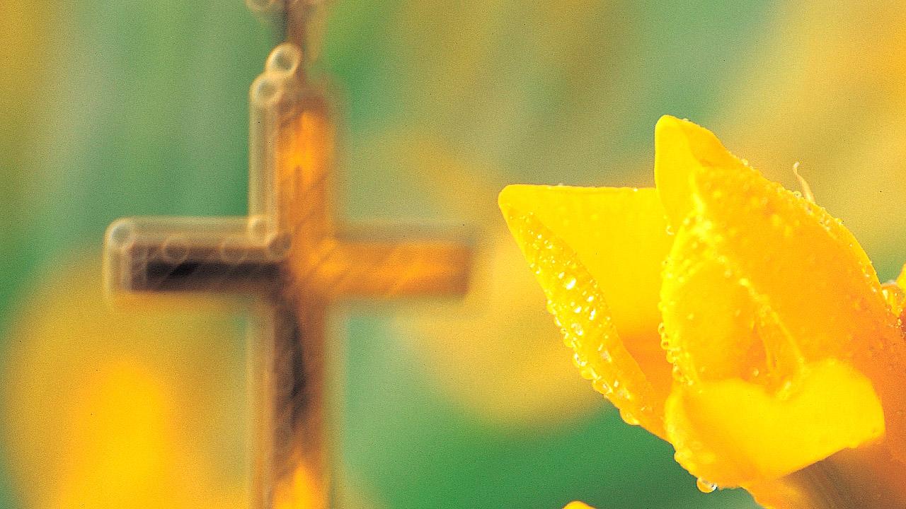Ostern Aufgehende Osterglocke, dahinter ein Kreuz