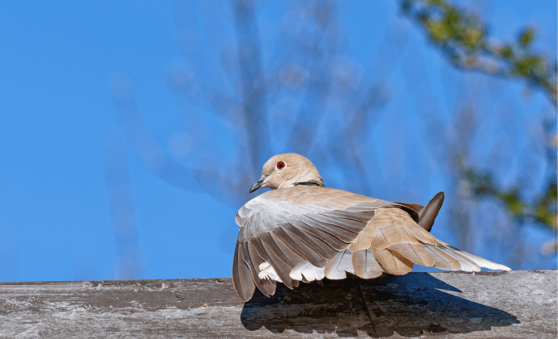 Ein einsamer Vogel auf dem Dach