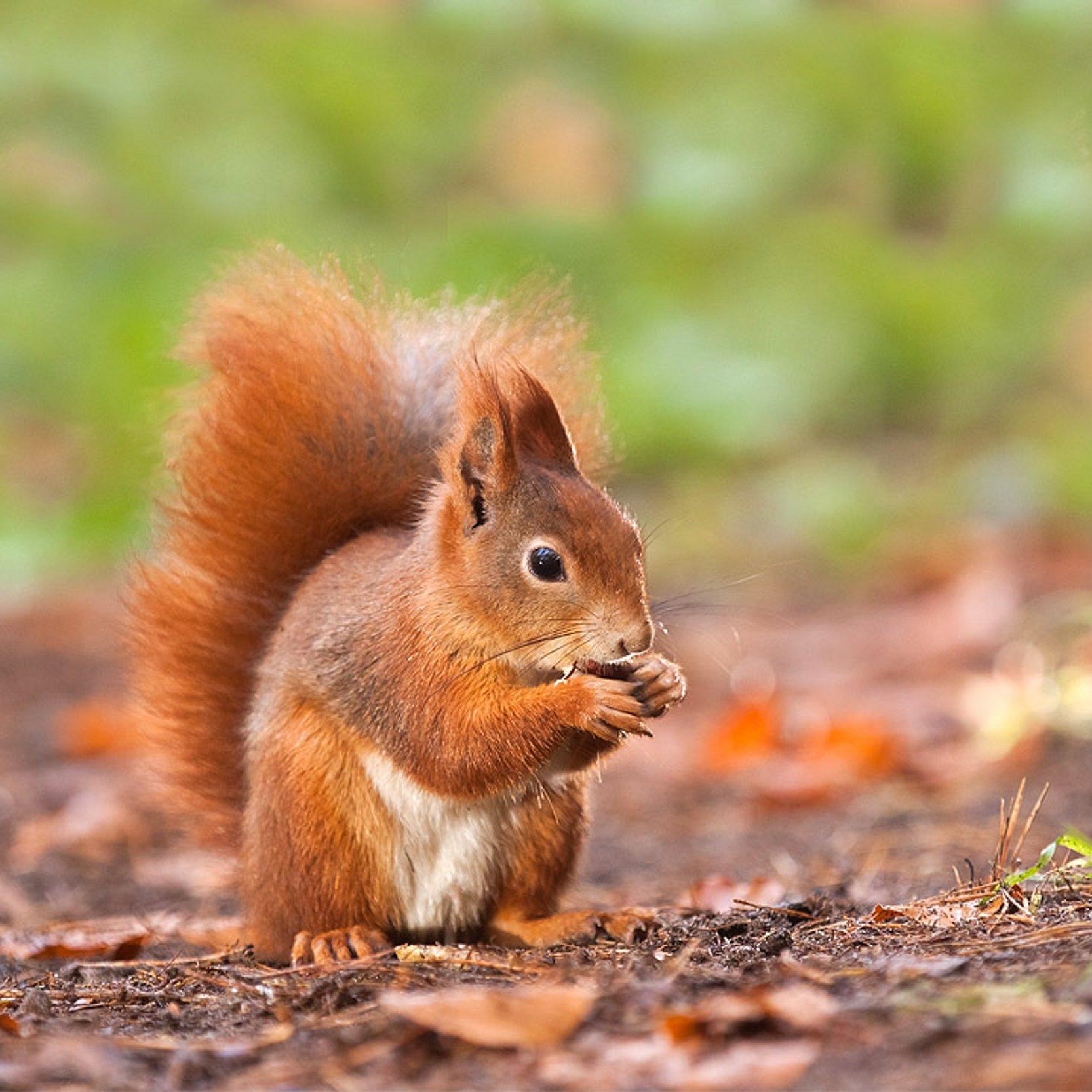 Eichhörnchen Eichhörnchen