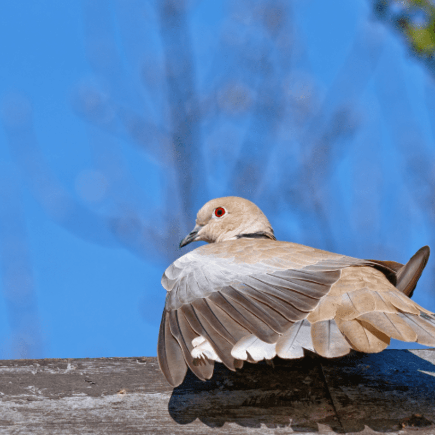Ein einsamer Vogel auf dem Dach