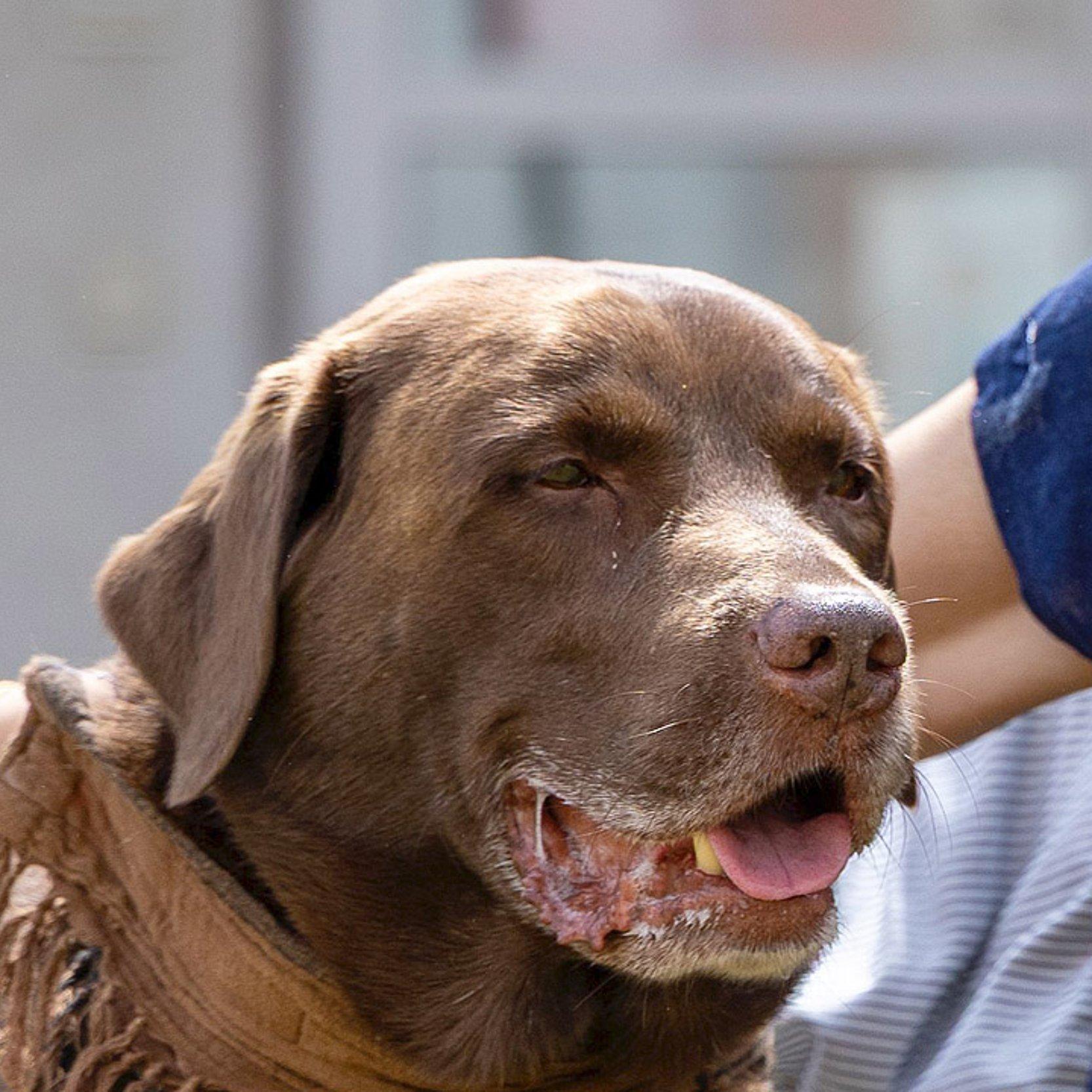 Gemeindepädagogin und Hund Brauner Labrador