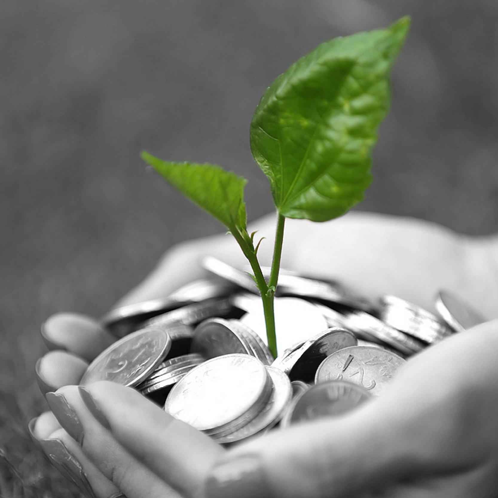 Klimageld Offene Hände mit Münzen und einer jungen Pflanze