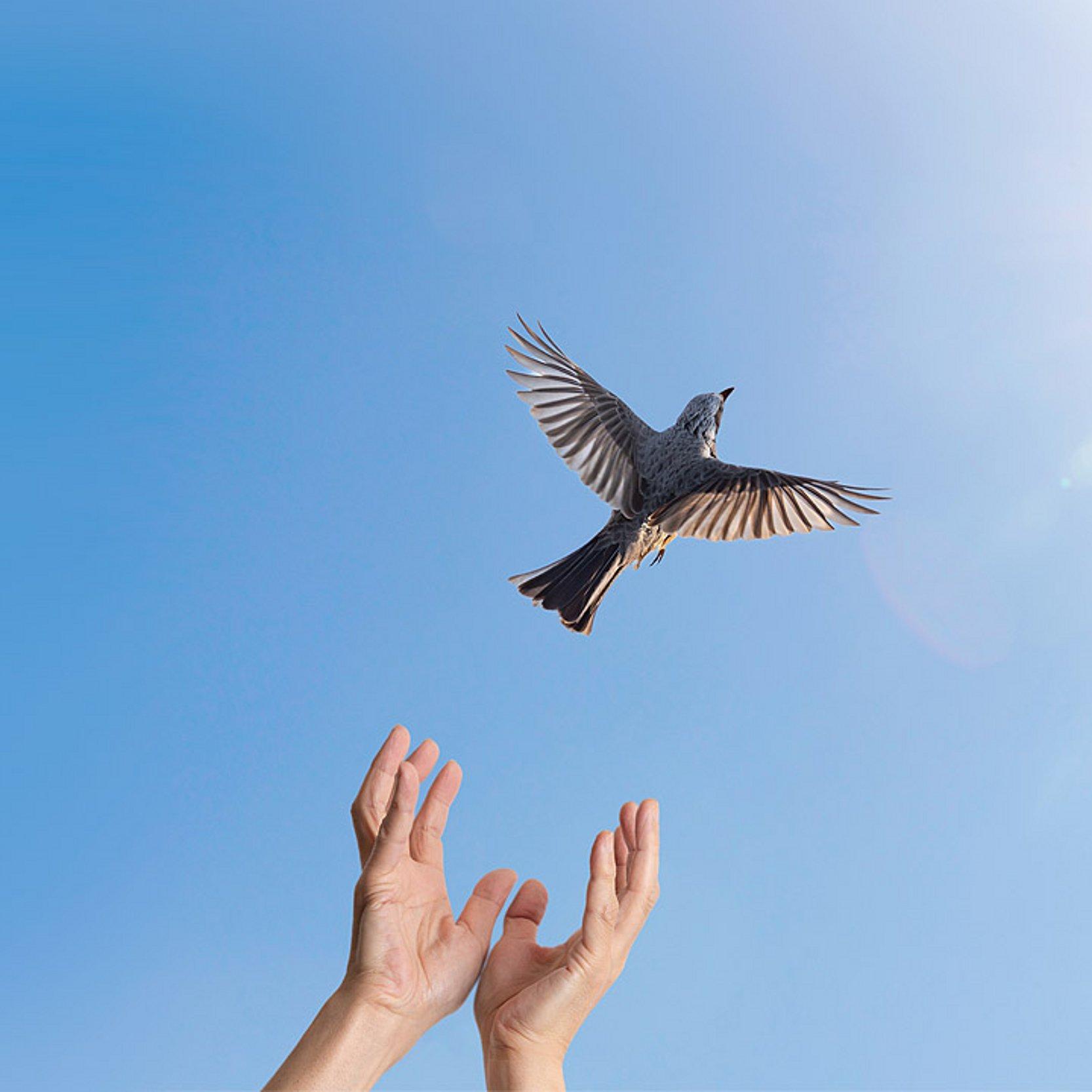 Himmelfahrt Vogel, der aus einer Hand in Richtung Himmel fliegt