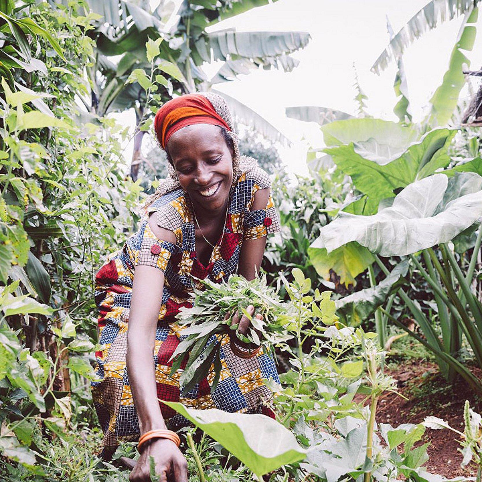 Kräuterernte in Burundi Eine Frau bückt sich in einer dschungelartigen Vegetation