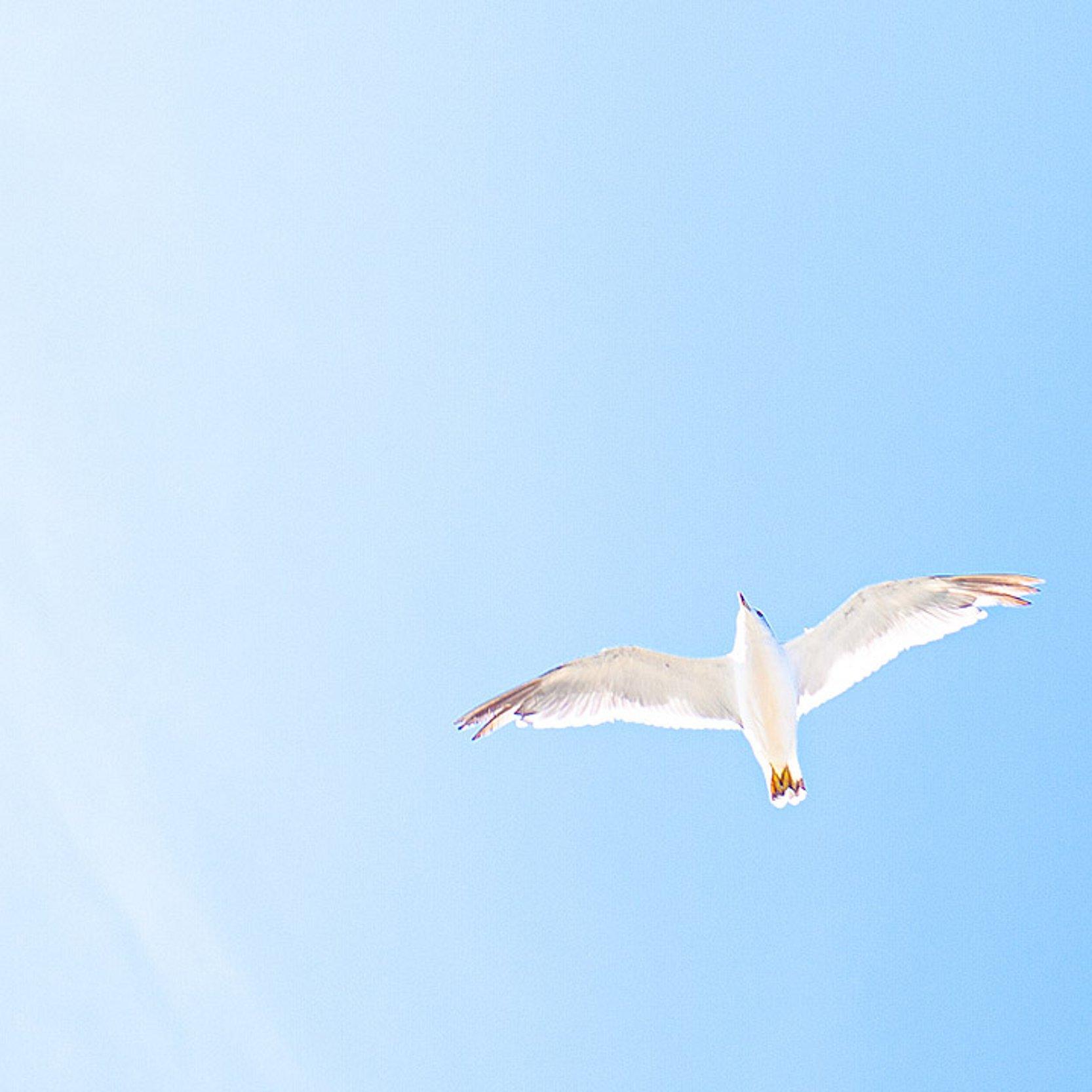 Möve Eine Möve fliegt am Himmel