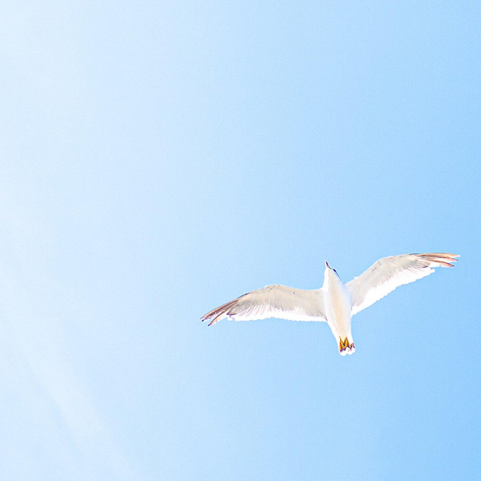 Eine Möve fliegt am Himmel