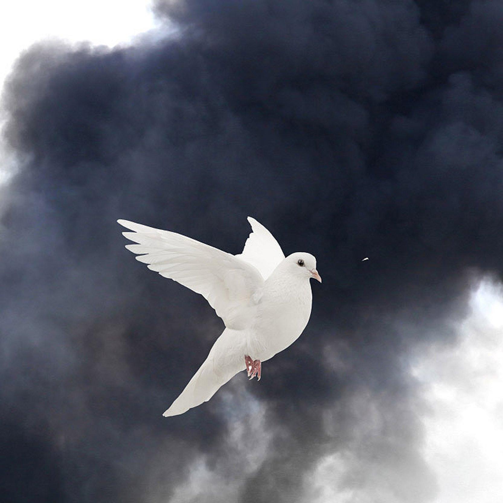 Friedenstaube Weiße Friedenstaube vor schwarzem Rauch