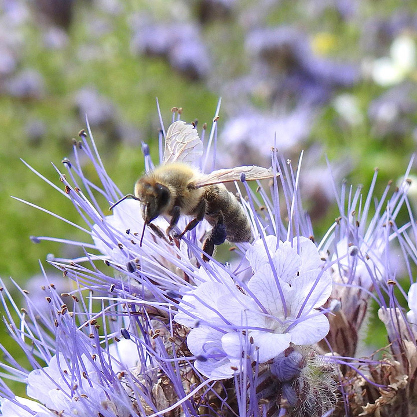 Biene auf einer Blüte Biene auf einer Blüte