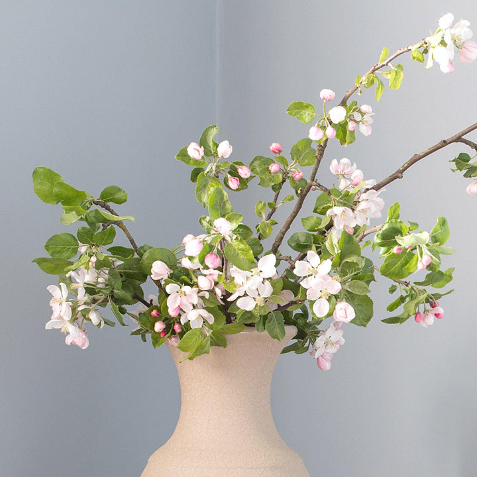 Barbarazweig Vase mit Apfelbaumblüten