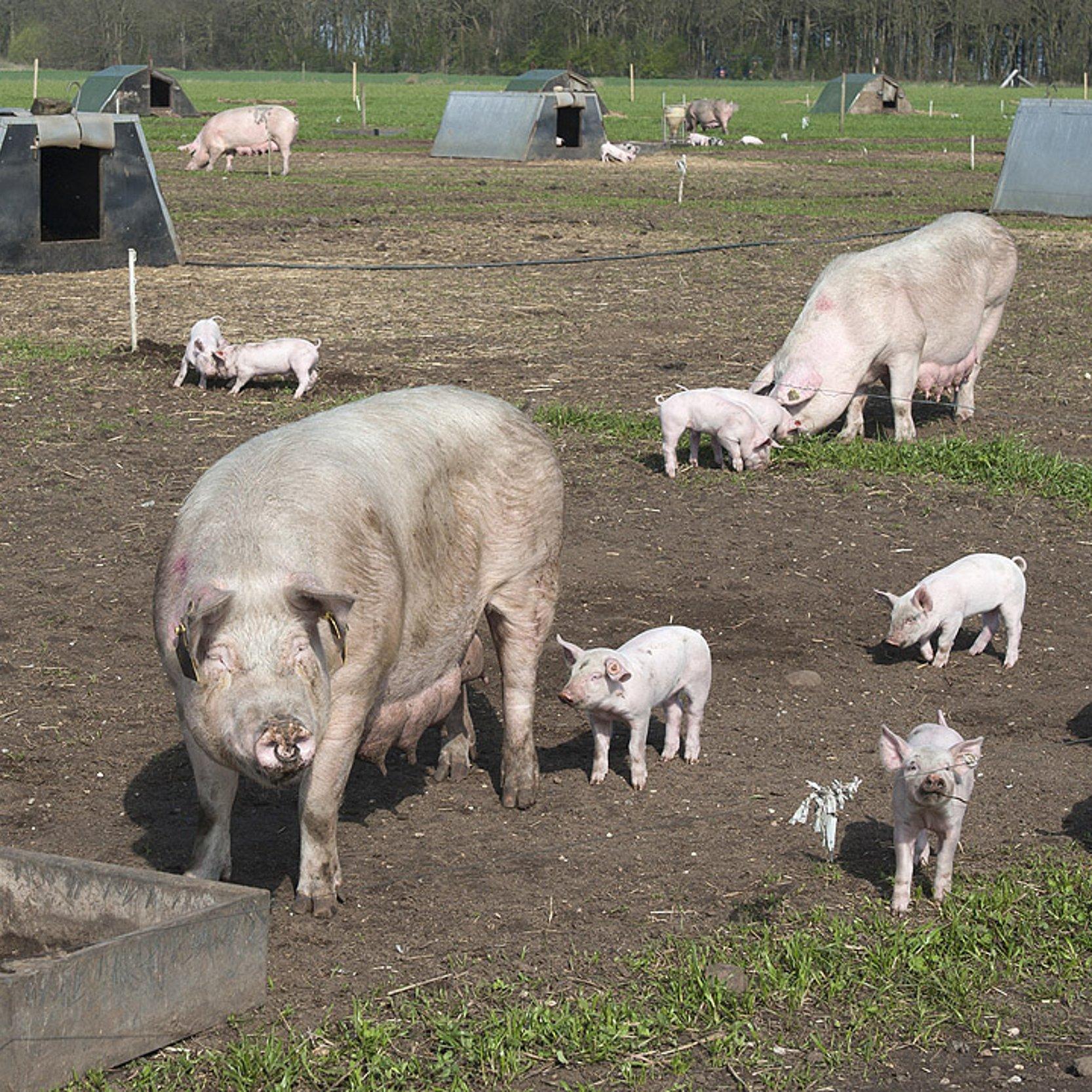 Schweine Weibliche Schweine mit Ferkeln im Freien