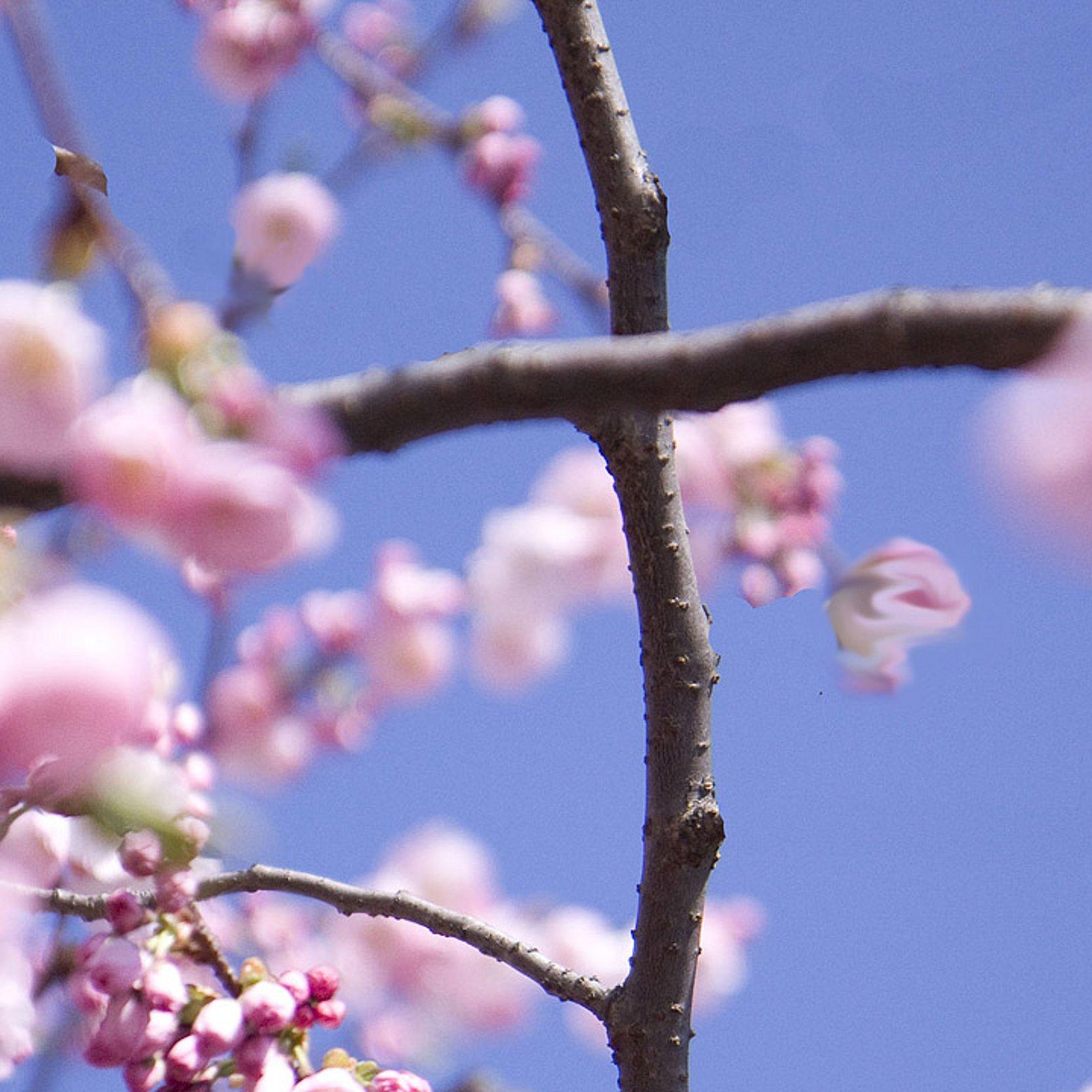 Astkreuz mit Blüten