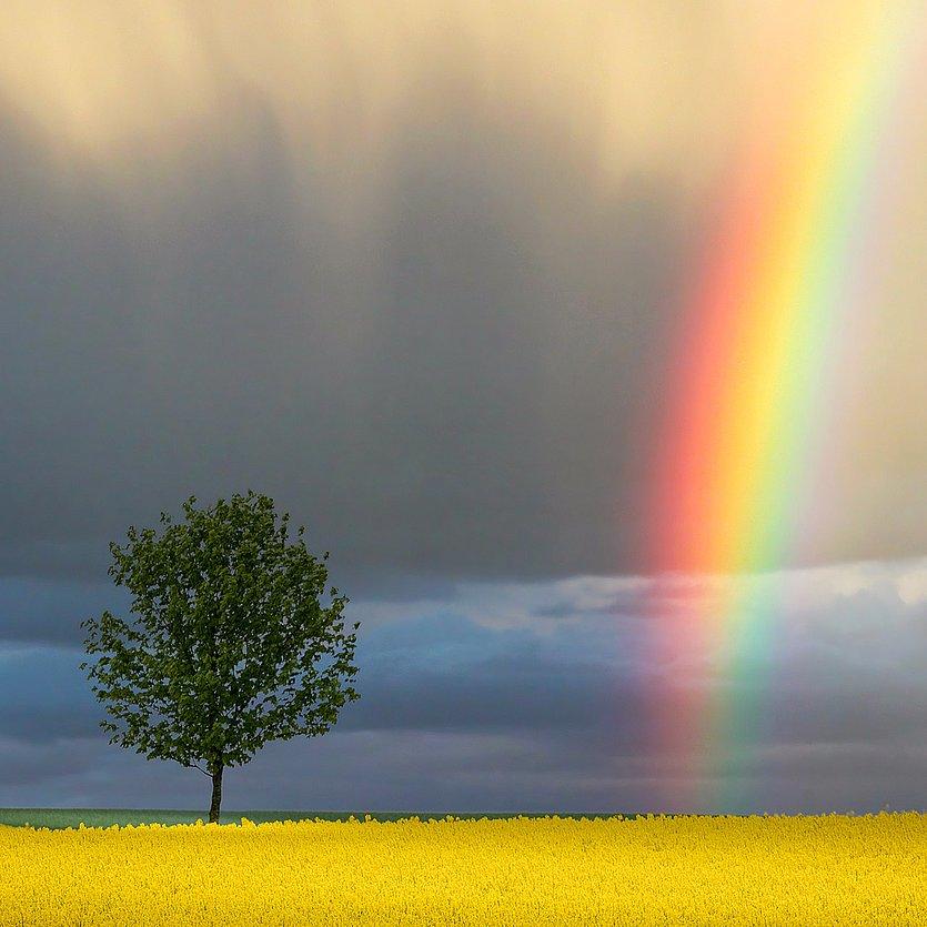 Regenbogen Regenbogen neben einem Baum