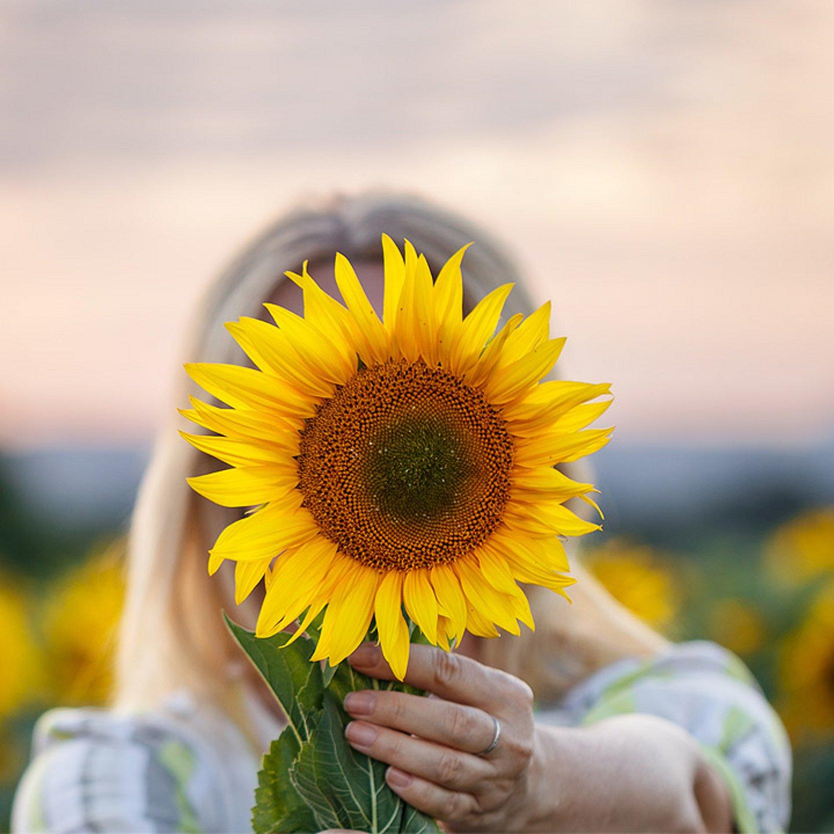 Frau mit Sonnenblume Eine Frau hält eine Sonnenblume vor ihr Gesicht