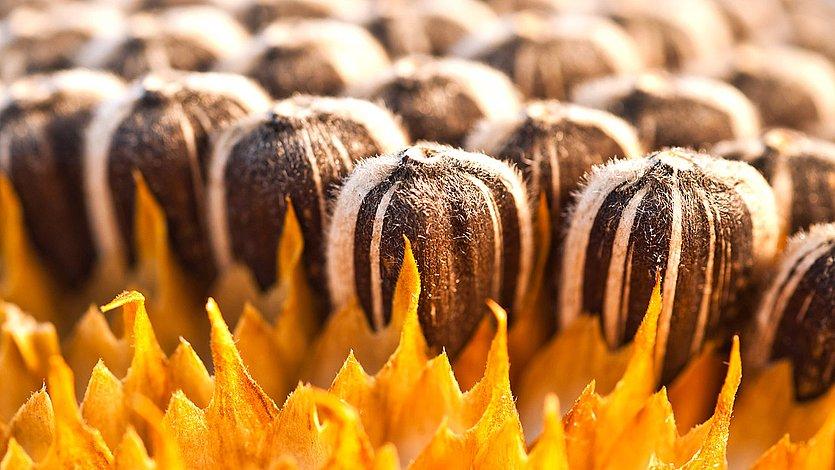 Sonnenblumenkerne Sonnenblumenkerne