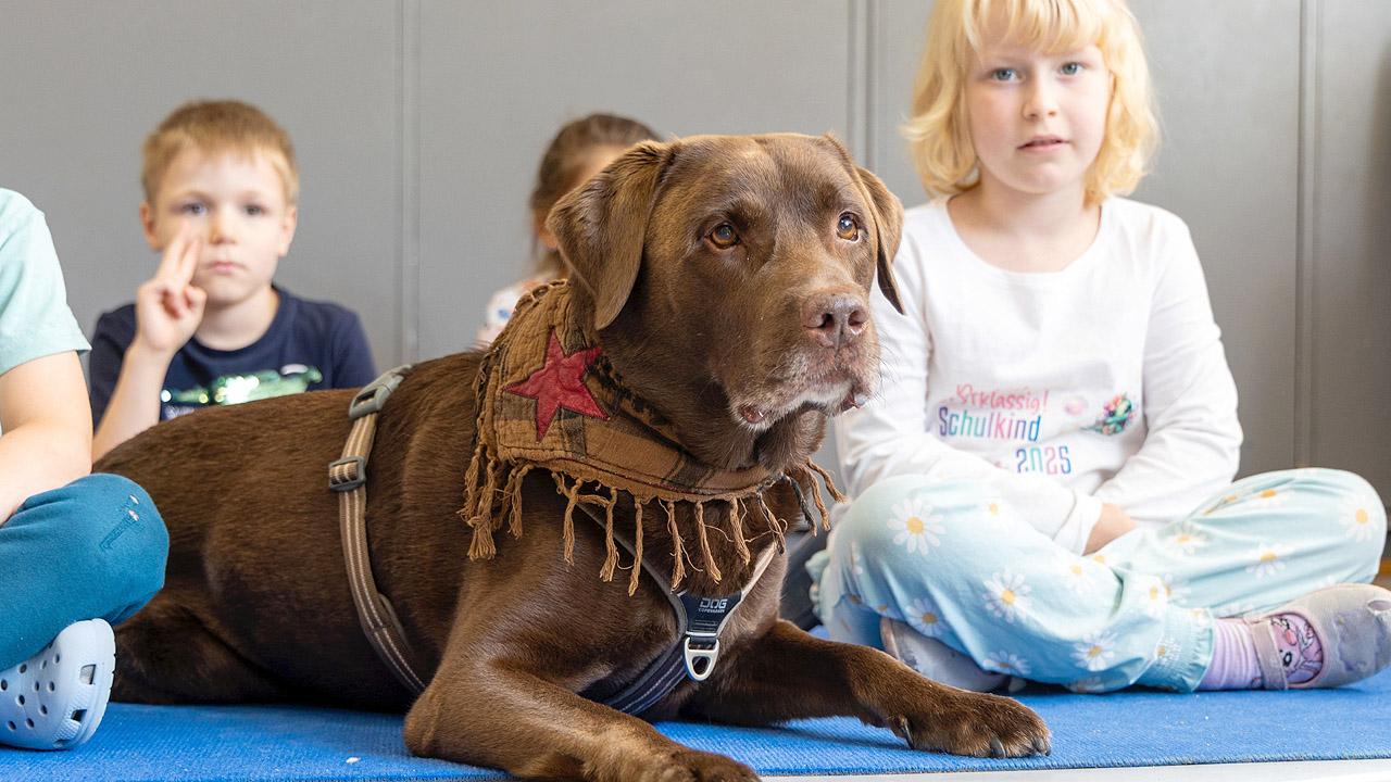 Labrador Samu mit Kita-Kindern Ein brauner Labrador liegt vor sitzenden, kleinen Kindern