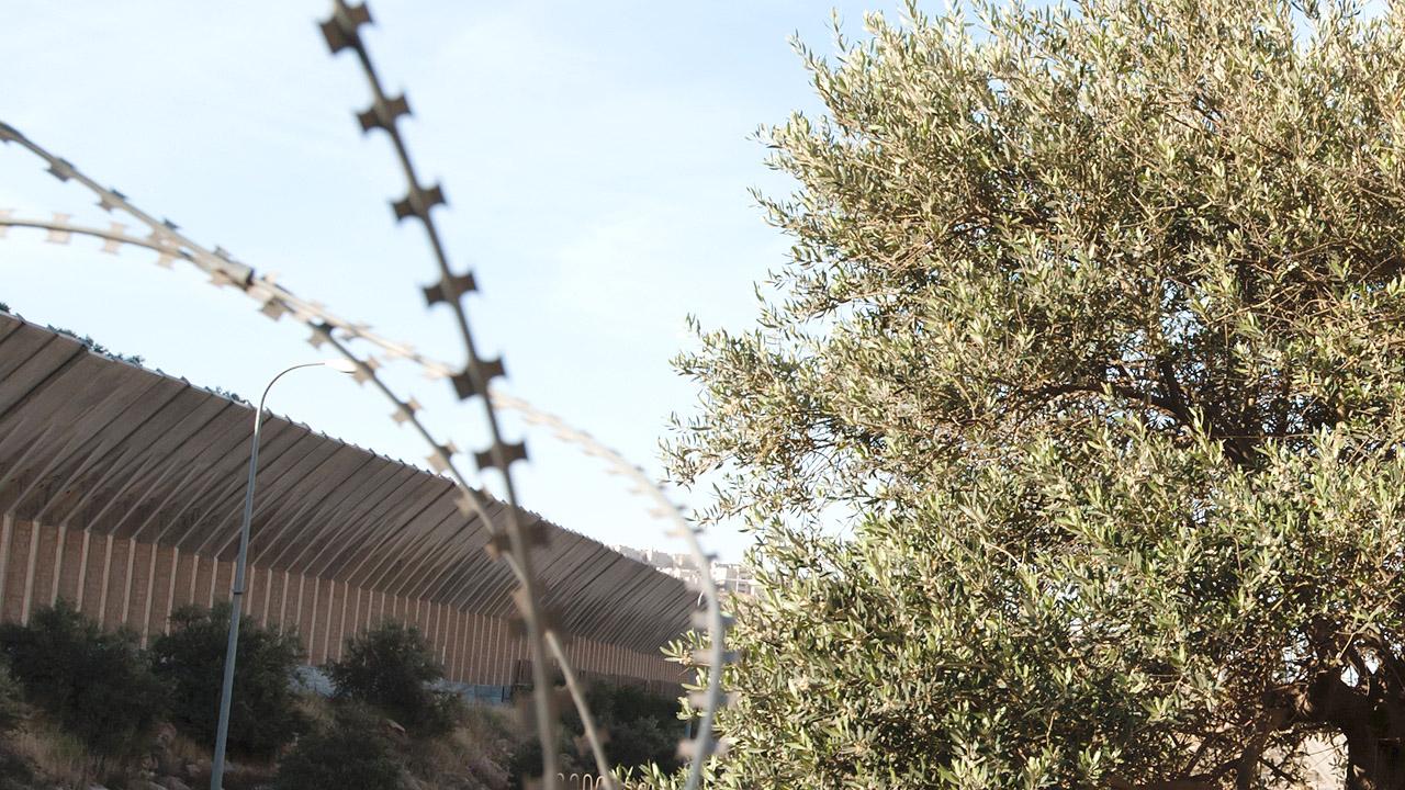 Olivenbaum und Stacheldraht