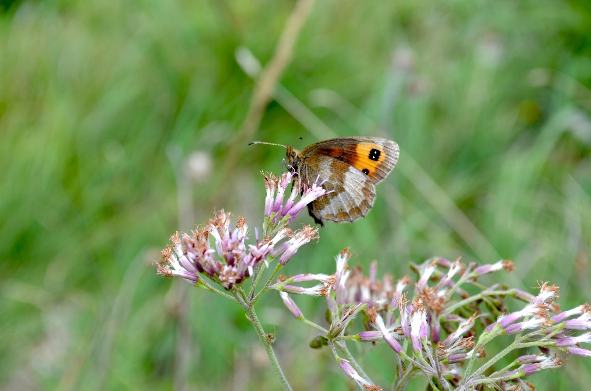 Schmetterling Ein bunter Schmetterling sitzt auf einer Blüte.