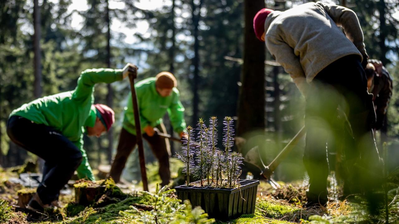 Pflanzung Unterschönau Drei Personen pflanzen im Wald.