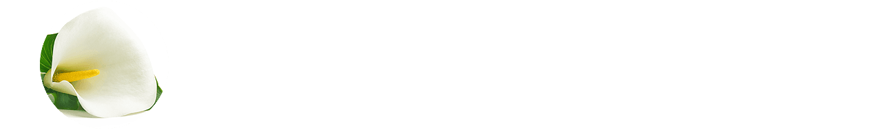 Trauerblume Calla Trauerblume Calla