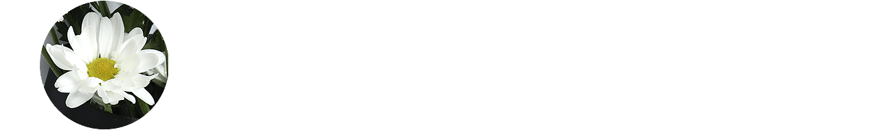 Trauerblume Crysantheme Crysantheme