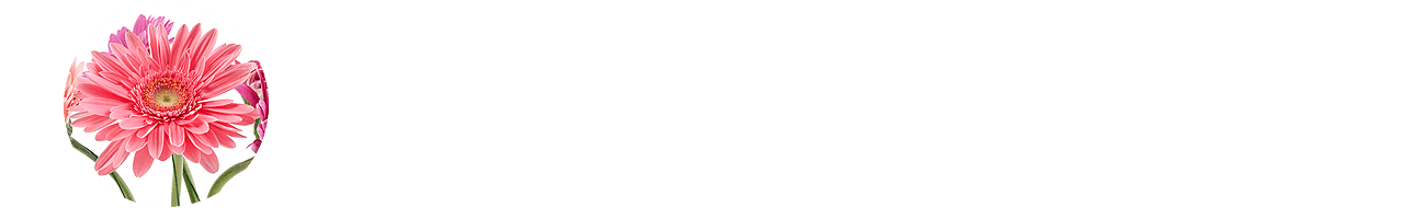 Trauerblume Gerbera Gerbera