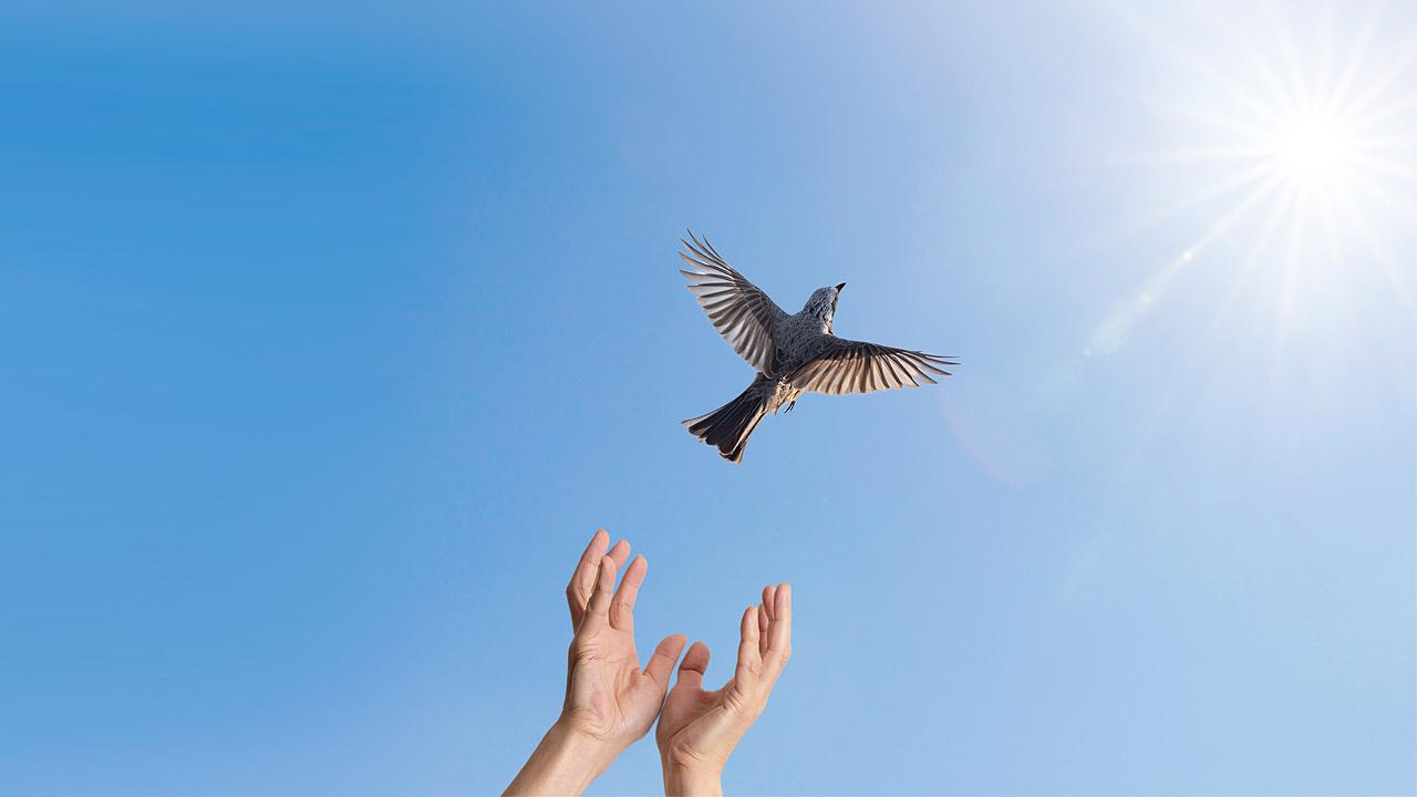 Vogel, der aus einer Hand in Richtung Himmel fliegt