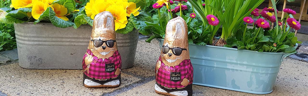 Osterhase Osterhasen vor Frühlingsblumen