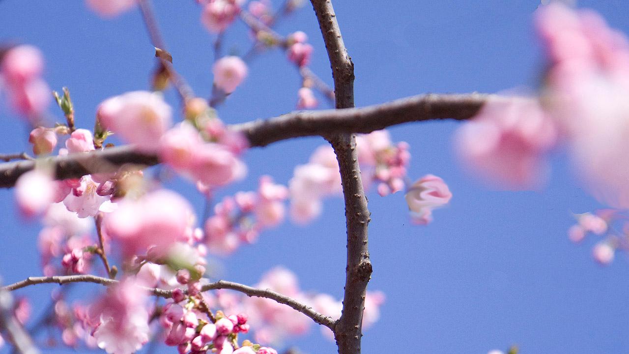 Astkreuz mit Blüten