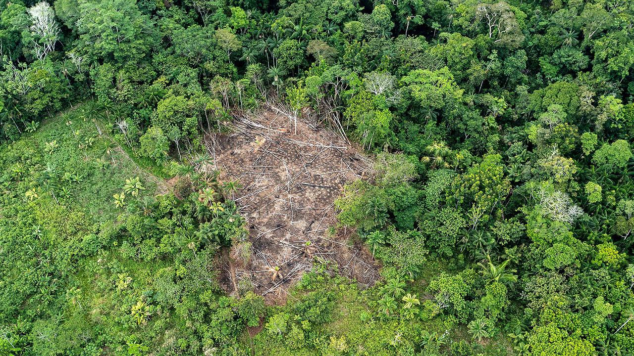 Gerodete Stelle im Amazonas-Urwald Gerodete Stelle im Amazonas-Urwald