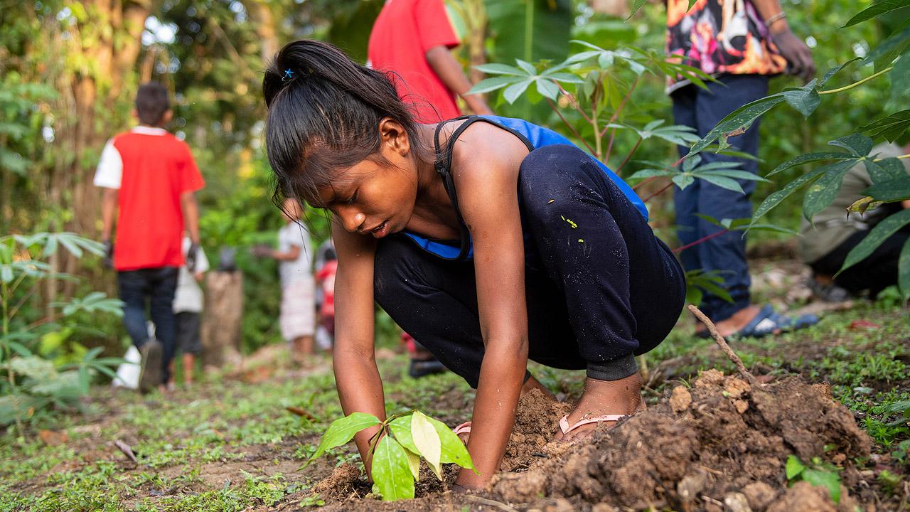 Ein Waldgarten wird angelegt Eine junge Frau pflanzt Setzlinge