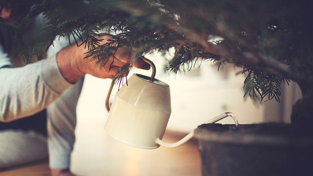 Weihnachtsbaum gießen Eine Hand hält eine kleine Gießkanne, die auf einen Topf zielt, in dem ein Weihnachtsbaum steht