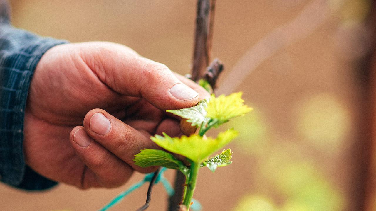Weinstock Weinblatt in einer Hand