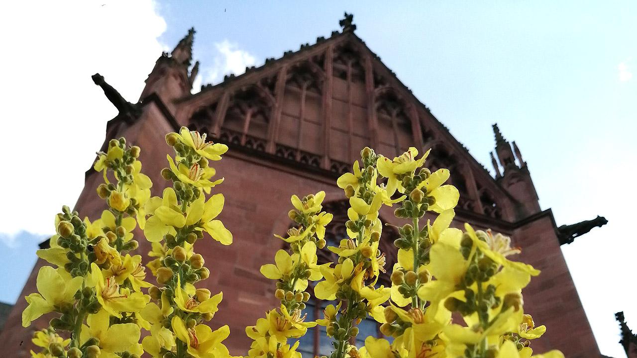 Königskerze Königskerze