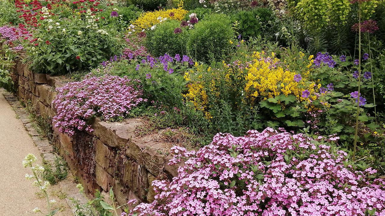 Polsterphlox Polsterphlox