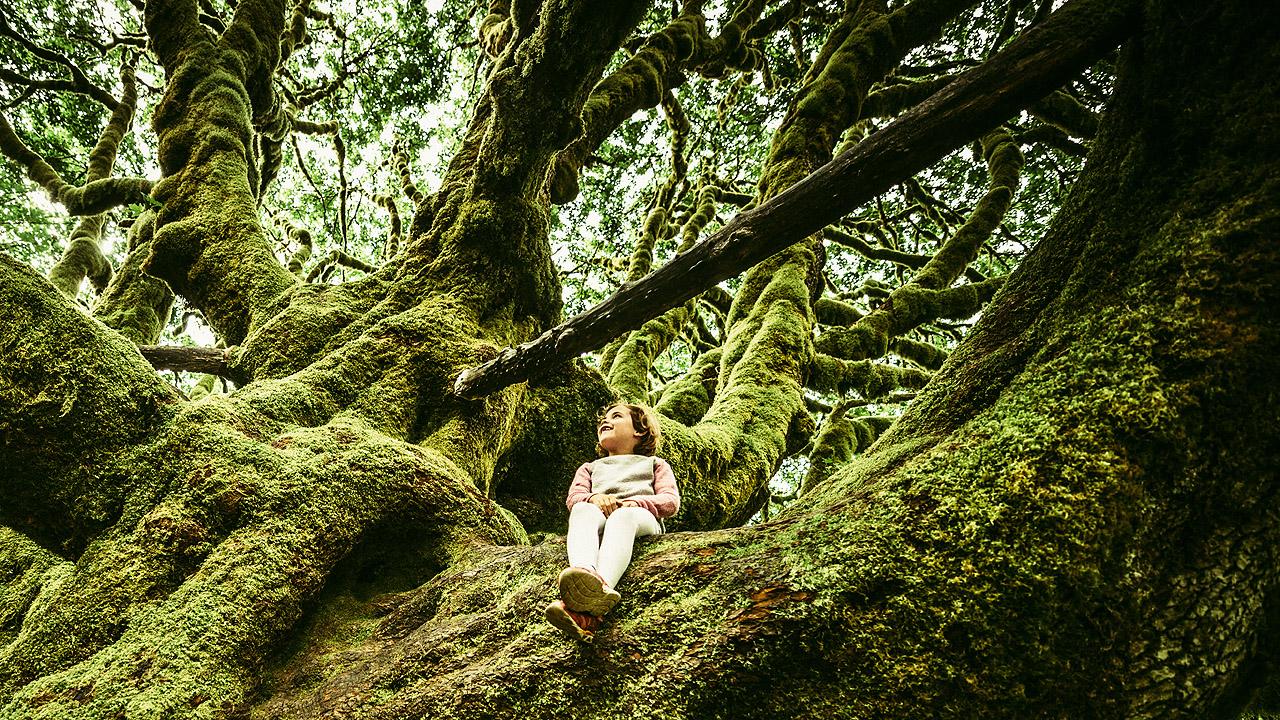 Mädchen sitzt in der Astgabel eines sehr großen und mächtigen Baumes mit viel weichem Moos